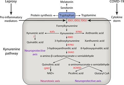 Kynurenines in the Pathogenesis of Peripheral Neuropathy During Leprosy and COVID-19